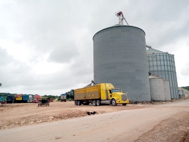Dependencias tienen registros de maíz y soya genéticamente modificadas: ONG