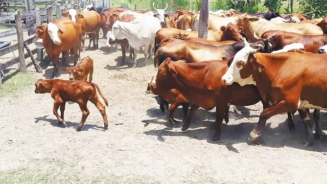 Aunque aumentará la oferta de becerros en el país, el precio tendrá afectaciones considerables