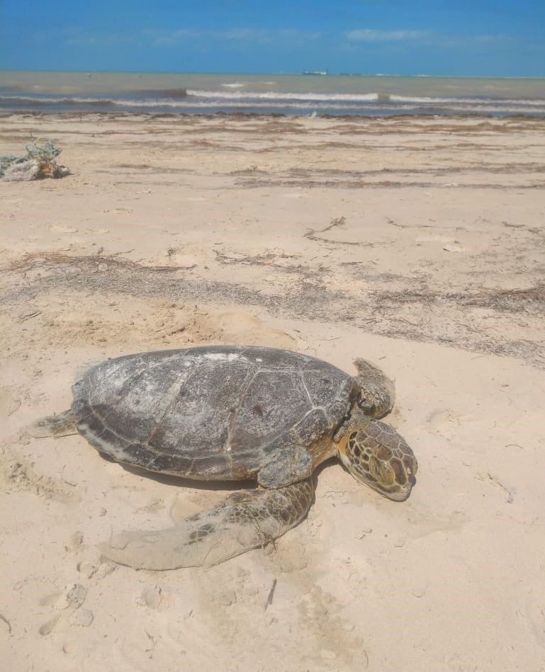 La especie conocida como Eretmochelys Imbricata, fue encontrada por la ciudadana M.G.B.H