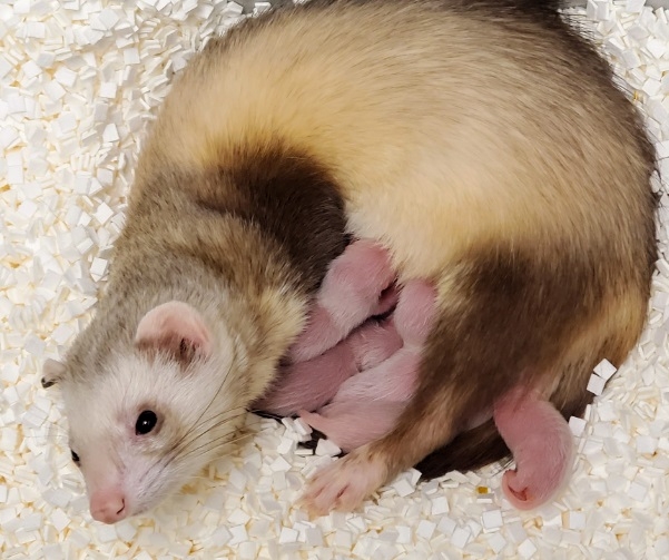 Se creía que el hurón de patas negras estaba en peligro de extinción