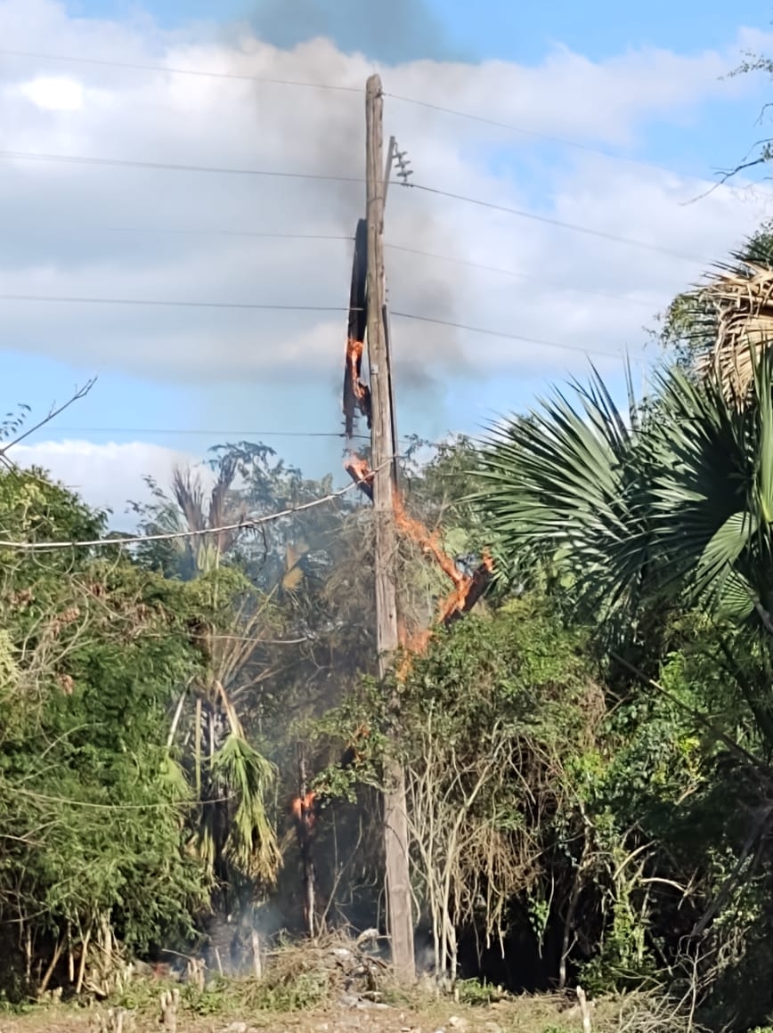 La instalación eléctrica estaba cubierta por hojas secas de una enredadera La instalación eléctrica estaba cubierta por hojas secas de una enredadera