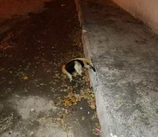 Captan a oso hormiguero, especie en peligro de extinción, deambulando en Mérida