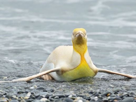 El pingüino amarillo resaltó entre miles de especies tradicionales El pingüino amarillo resaltó entre miles de especies tradicionales