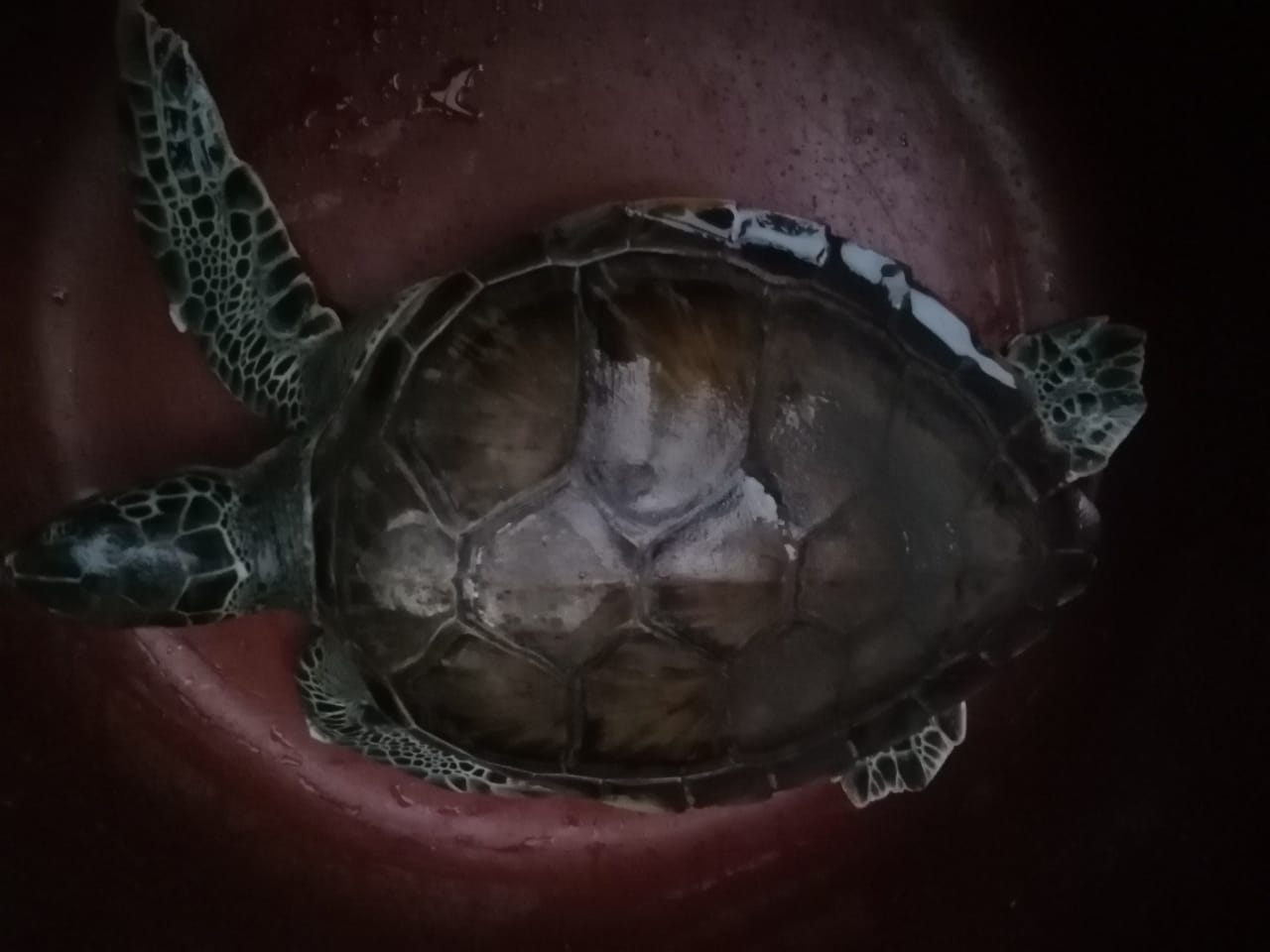 La tortuga se encontraba en un domicilio en la colonia Santa Rita