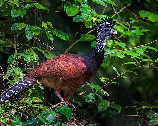 Hocofaisán, especie amenazada en tierras quintanarroenses