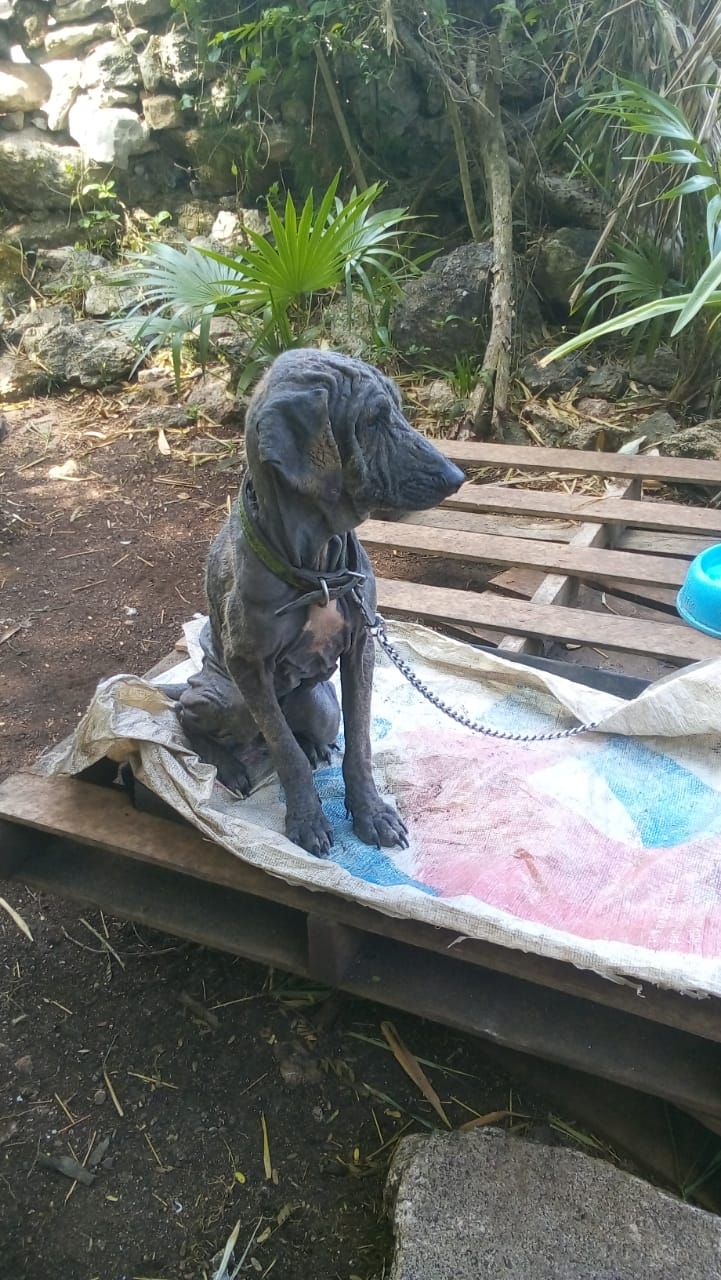 La perrita se encuentra en tratamiento medico