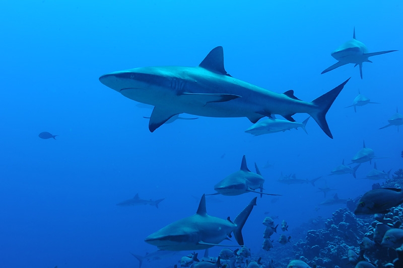 Los tiburones fueron vistos en Playa Xcalacoco Los tiburones fueron vistos en Playa Xcalacoco