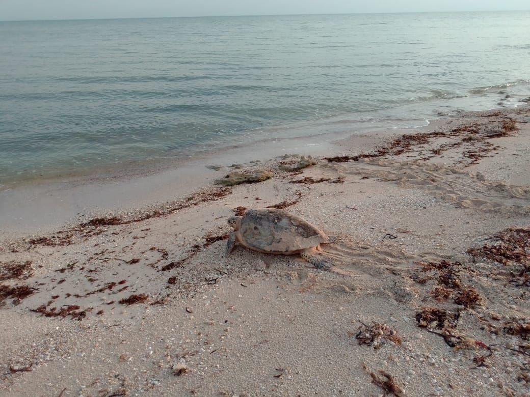 Magistral belleza de tortuga Carey