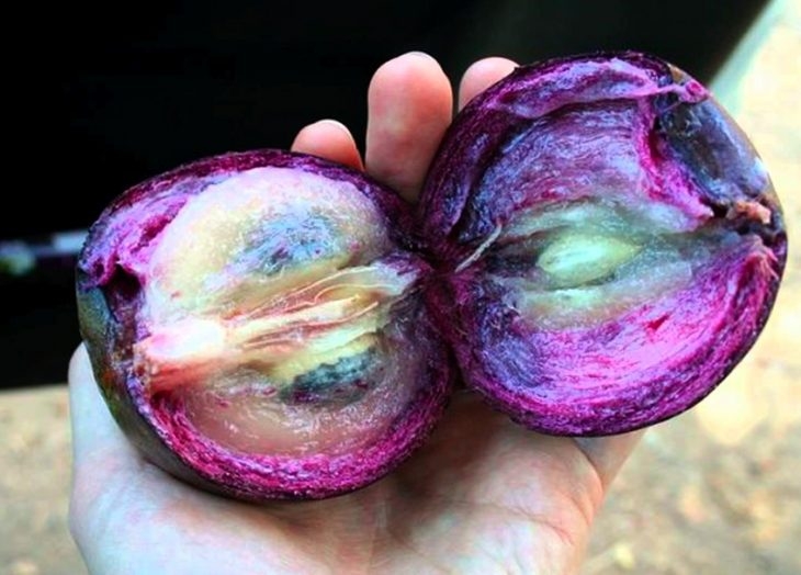 El caimito es una de las frutas más esperadas en Yucatán