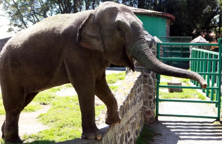 Una elefanta de 4 mil kilos azotó a un hombre contra unos barrotes Una elefanta de 4 mil kilos azotó a un hombre contra unos barrotes