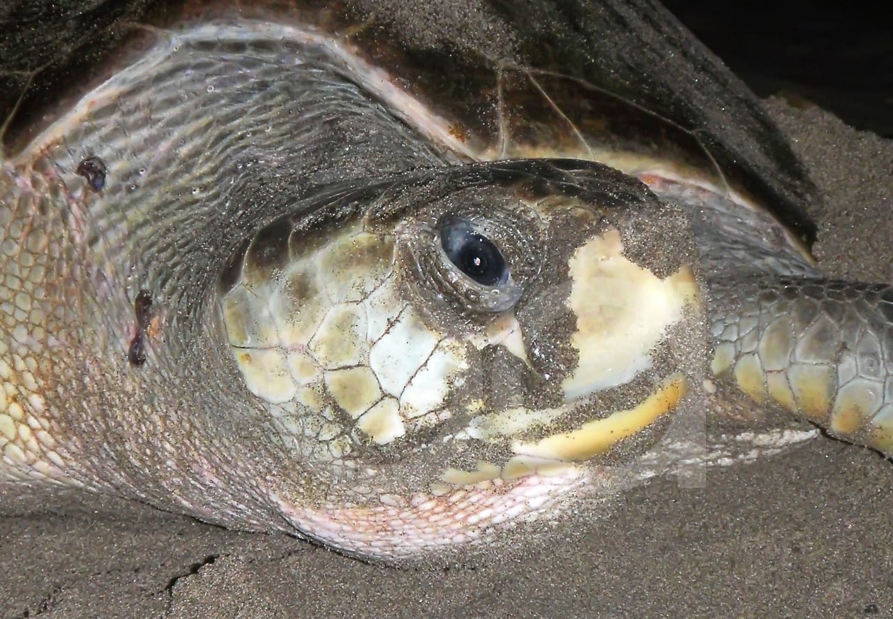 Recordó que todas las tortugas marinas se encuentran protegidas por las leyes mexicanas