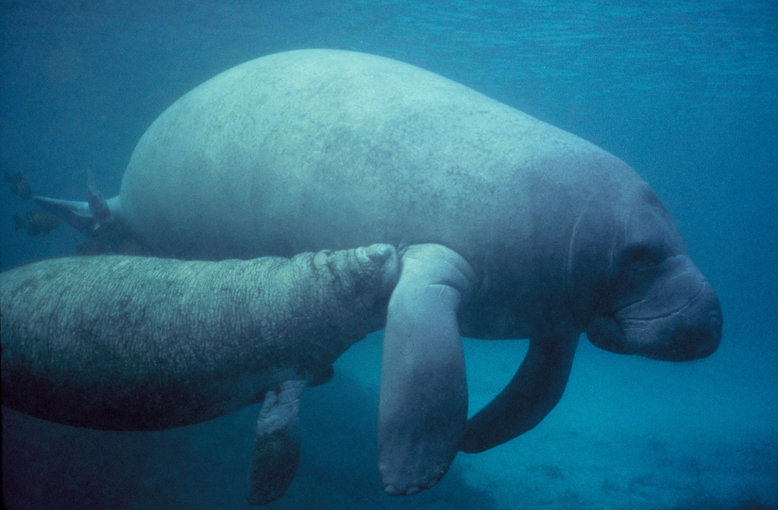 El Manat{i es una especie en peligro