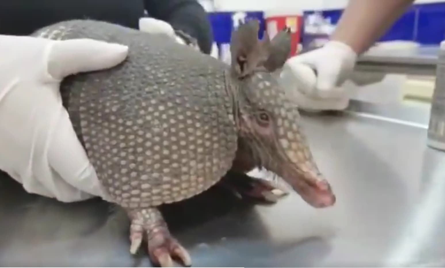 El animalito fue diagnosticado por lesiones leves por arrastre. El animalito fue diagnosticado por lesiones leves por arrastre.