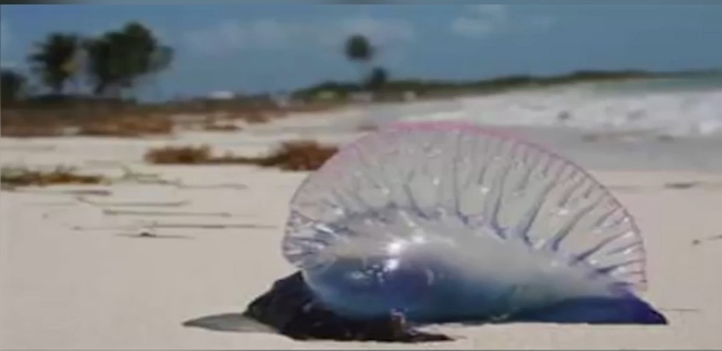 A simple vista las medusas parecen inofensivas y con una apariencia que dan ganas de tocarlas