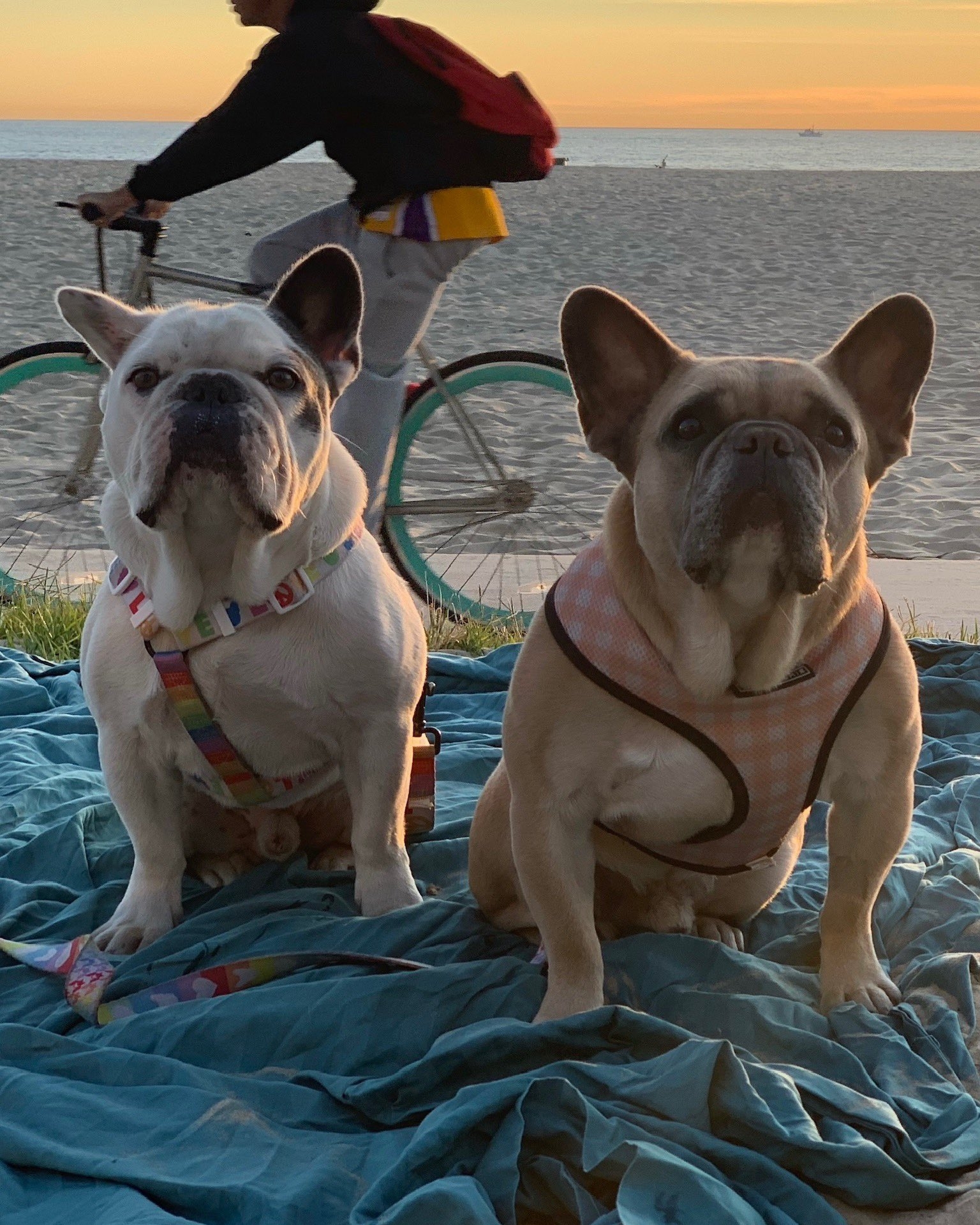 Koji y Gustav, los dos perros robados a Lady Gaga Koji y Gustav, los dos perros robados a Lady Gaga