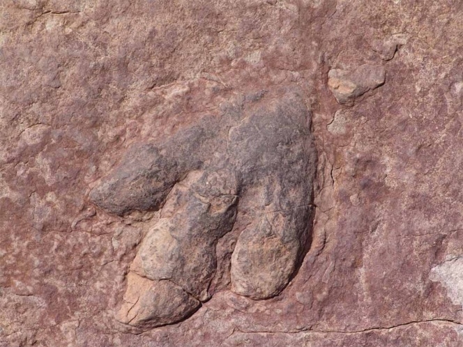 Hallan un titanosaurio de 140 millones de años, es el más antiguo
