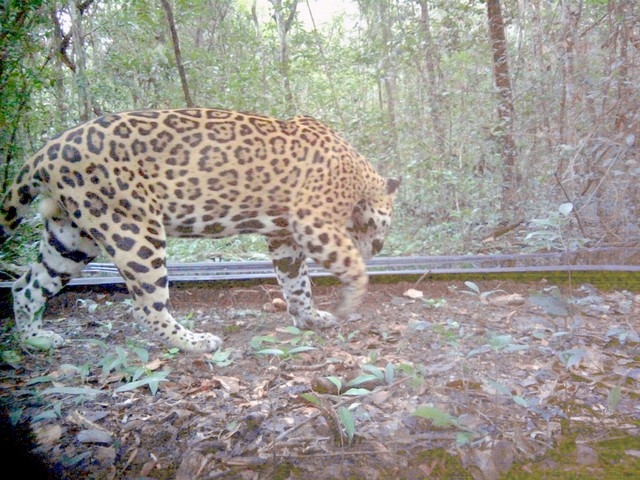 Se estima que en la Reserva Balamkú habría dos jaguares cada 100 kilómetros cuadrados