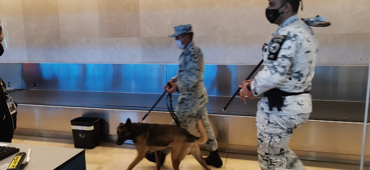 Los elementos caninos realizan el recorrido olfateando en búsqueda de objetos que pudieran resultar extraños