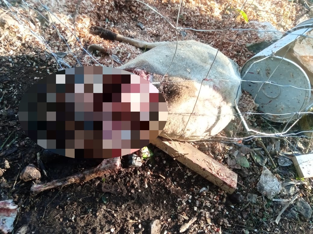 Temor en Tekax por extraño ataque a borrego; podría ser 'el chupacabras', dicen