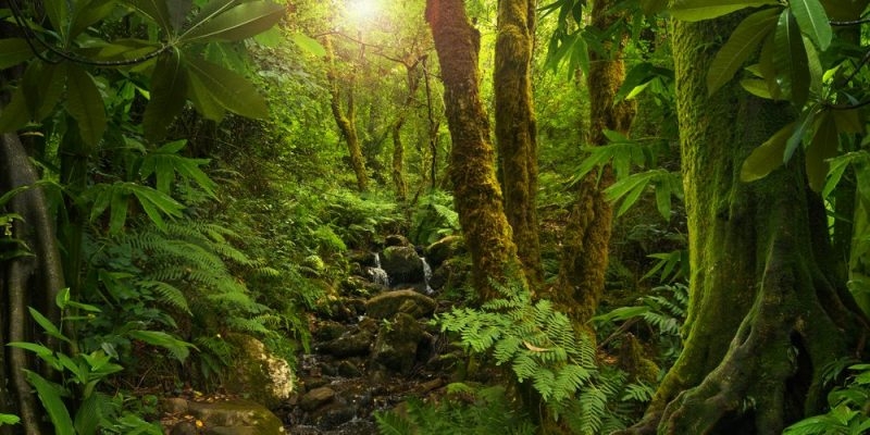 Primero se debe pedir permiso a San Juan para adentrarse a la selva