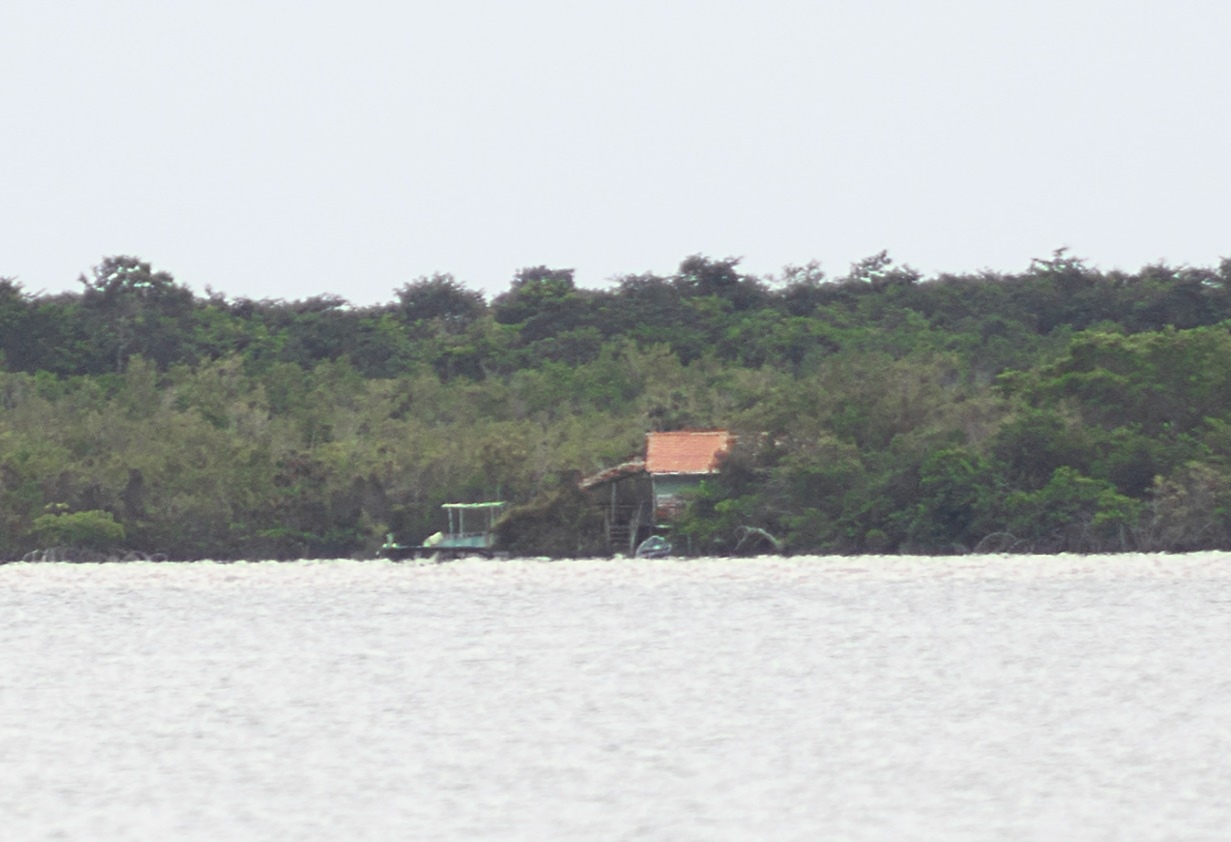 La cabaña está en zona de manglares