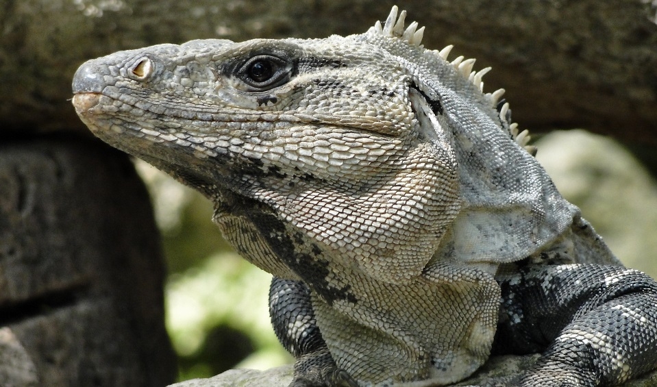 Los lugareños prefieren consumir la carne del reptil asada. Los lugareños prefieren consumir la carne del reptil asada.