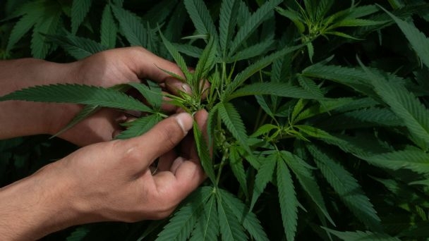 Antonio Gómez, diputado local del PT, dice que el uso de la marihuana debe analizarse en Campeche Antonio Gómez, diputado local del PT, dice que el uso de la marihuana debe analizarse en Campeche