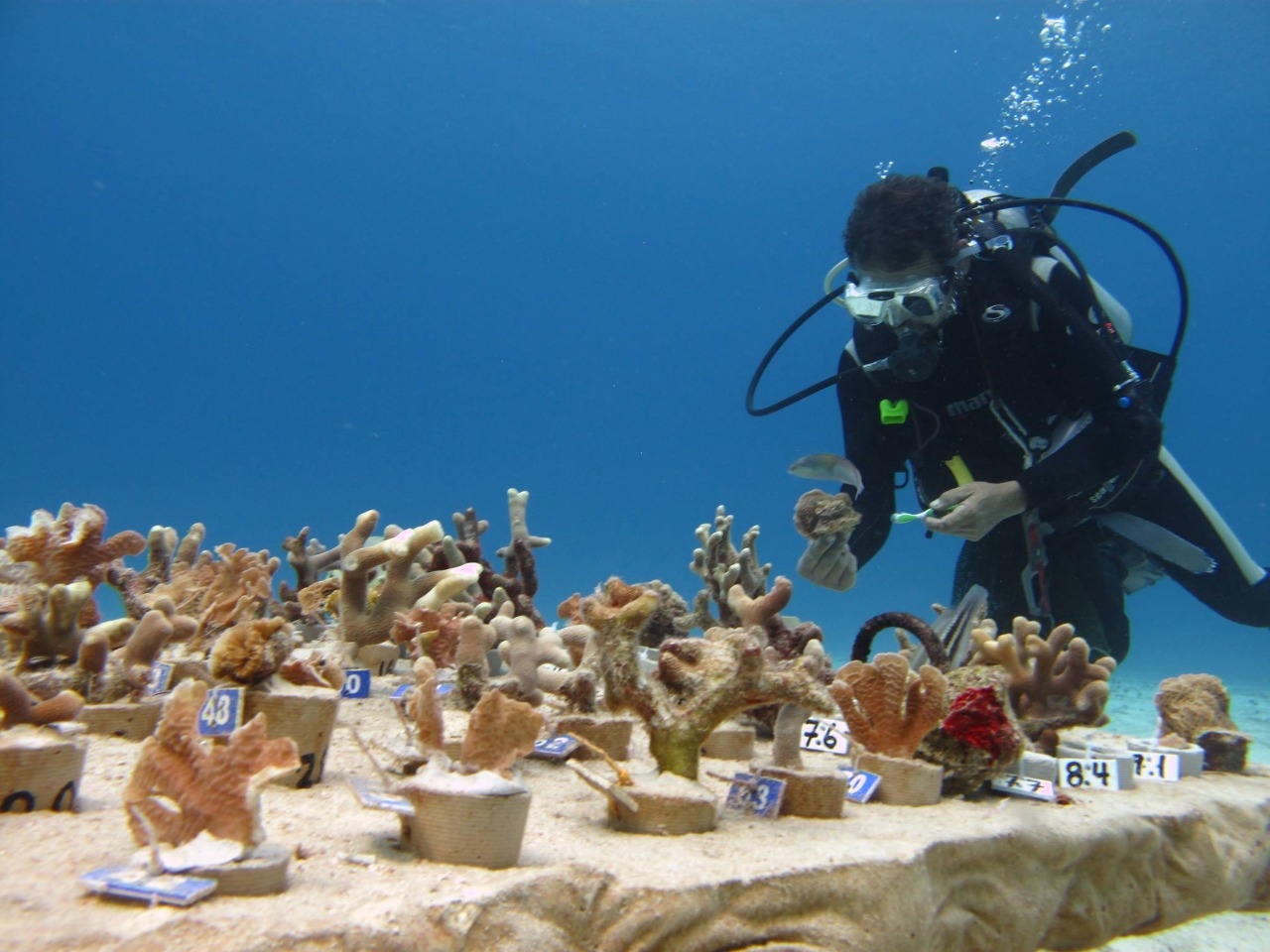 Los arrecifes son hogar de diversas criaturas y flora marina que conviven en armonía