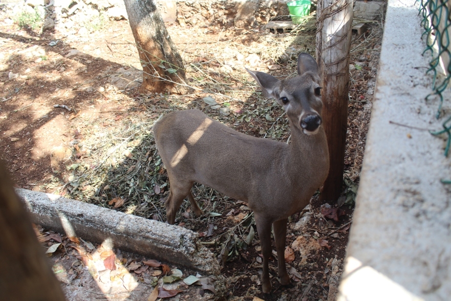 El venado cola blanca es una de las especies que protegen en el sitio
