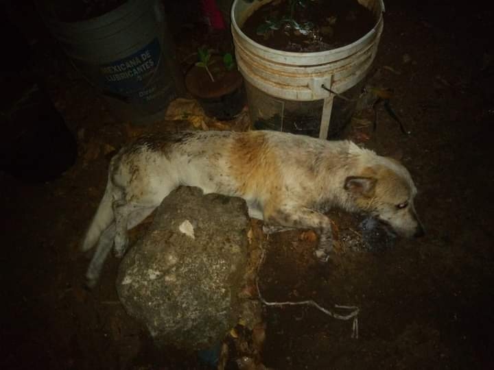 Recientemente, diez mascotas murieron por este delito.