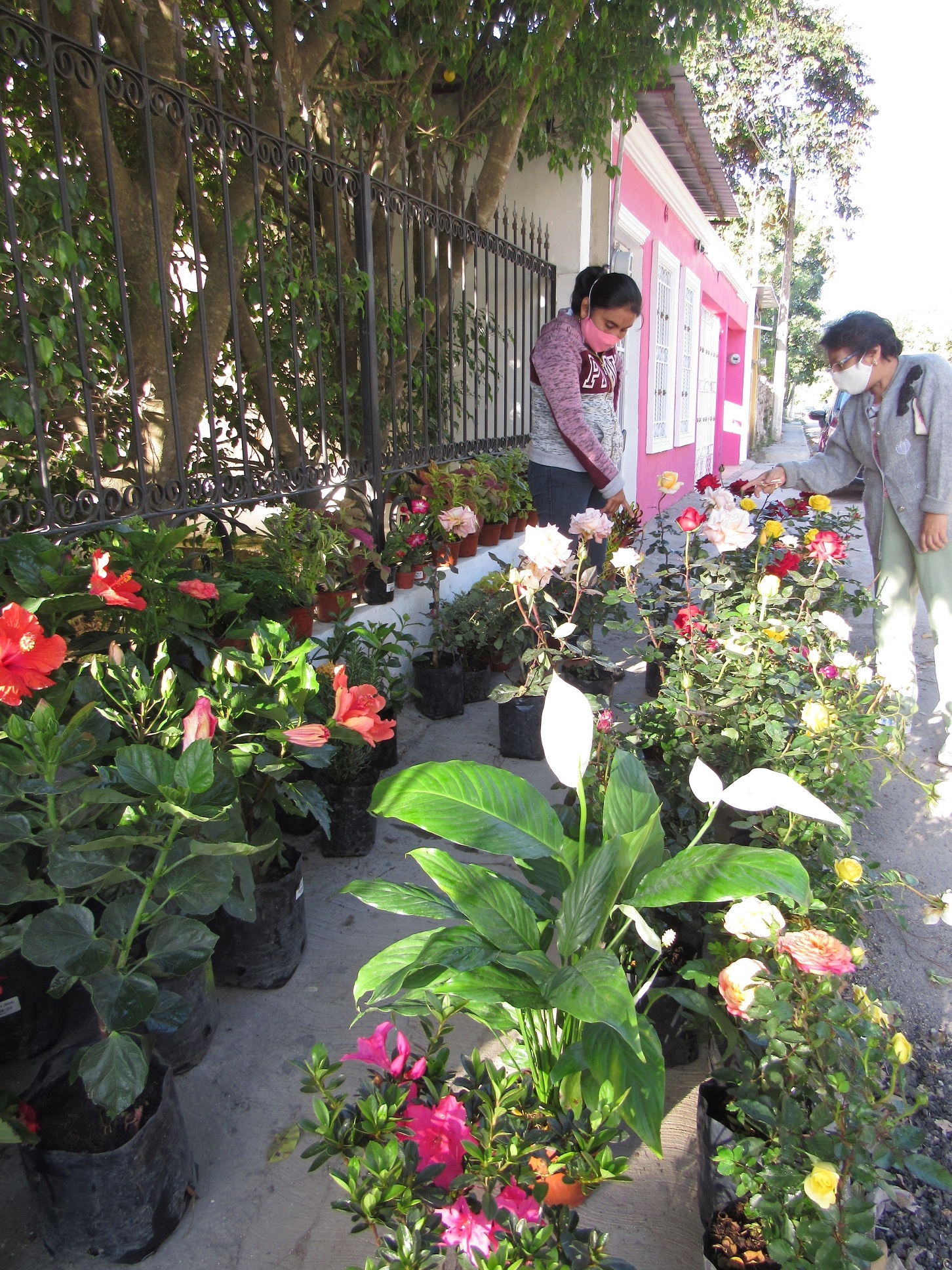 En la venta de estas plantas florales suelen incluir a veces servicio a domicilio