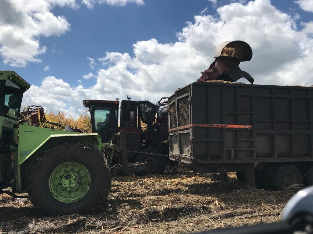 A la fecha se tienen cosechadas 710 mil toneladas de caña