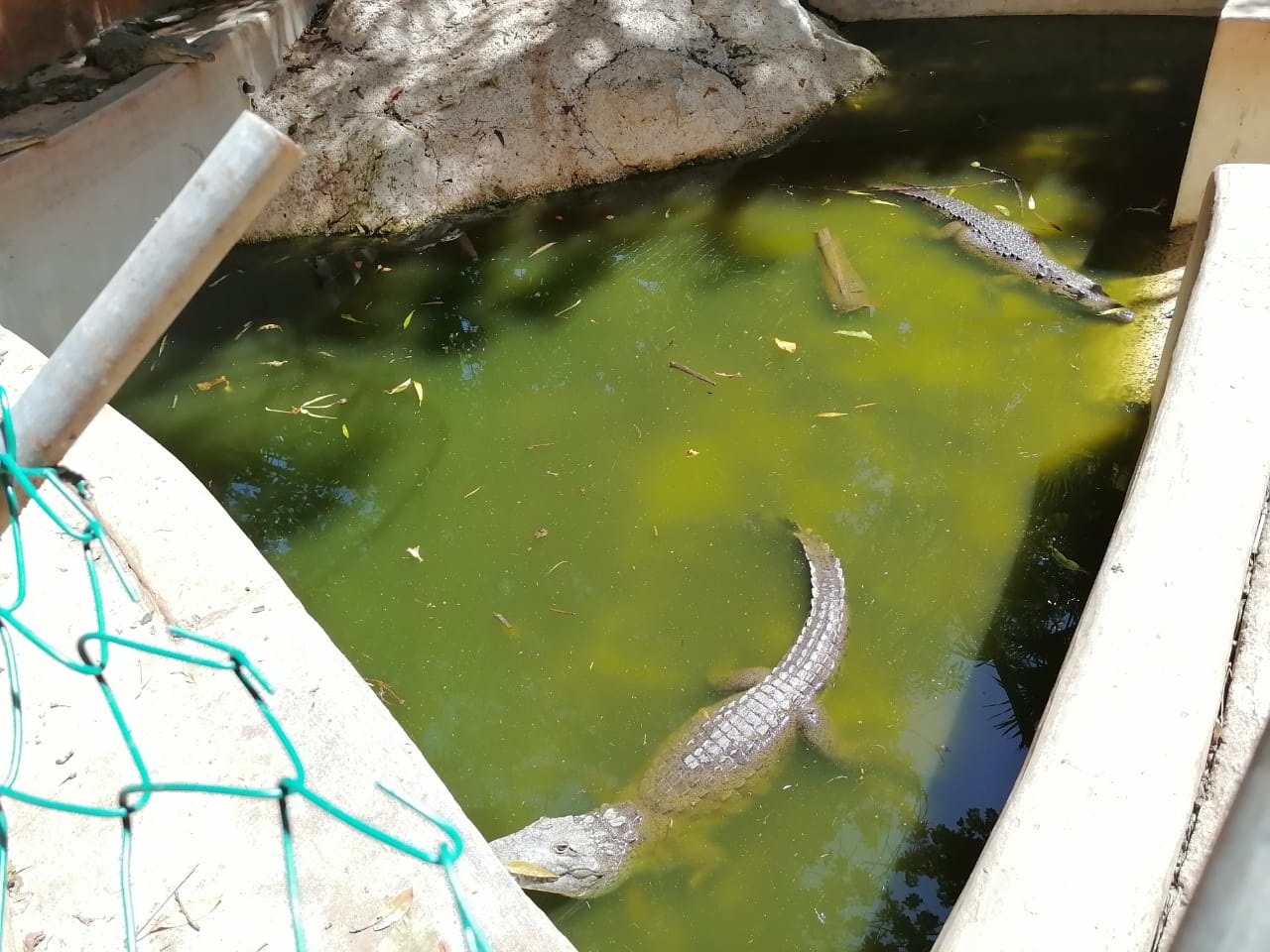 Los cocodrilos viven entre agua sucia Los cocodrilos viven entre agua sucia