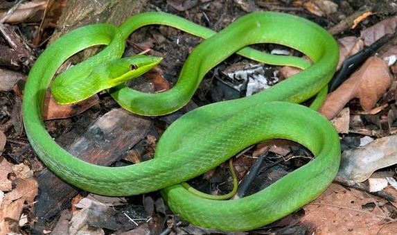 Aparece la mítica serpiente, 'bejuquilla verde', en Kaua, Yucatán