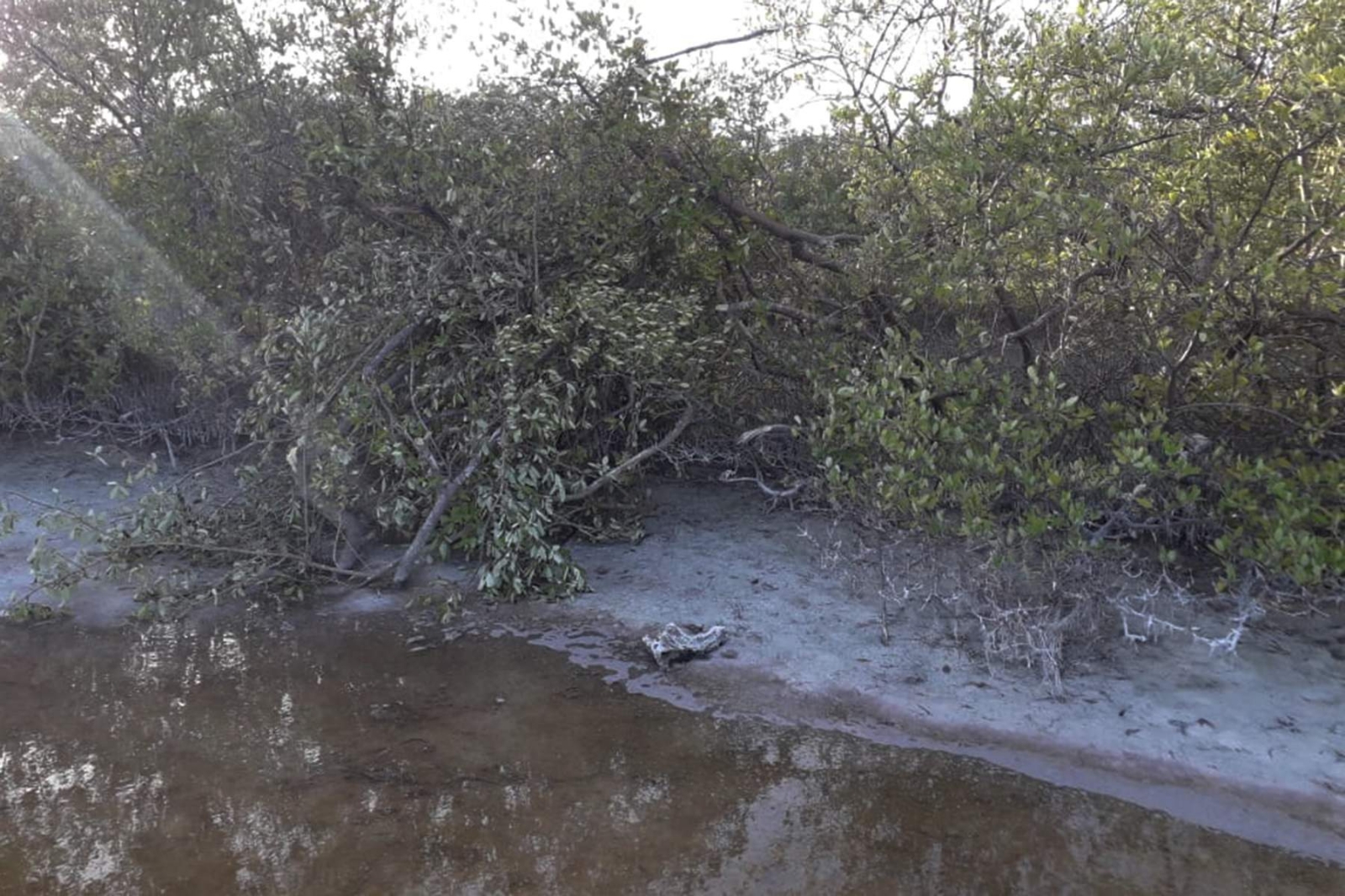 Imparable el ecocidio de manglares en Holbox: Ambientalistas
