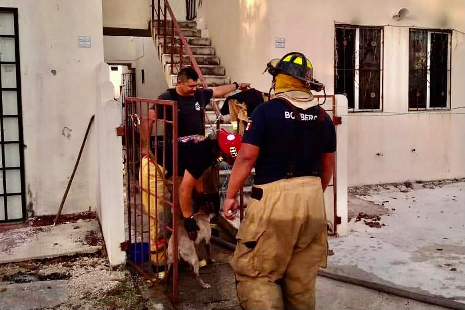 Otro perro se salvó de morir entre las llamas