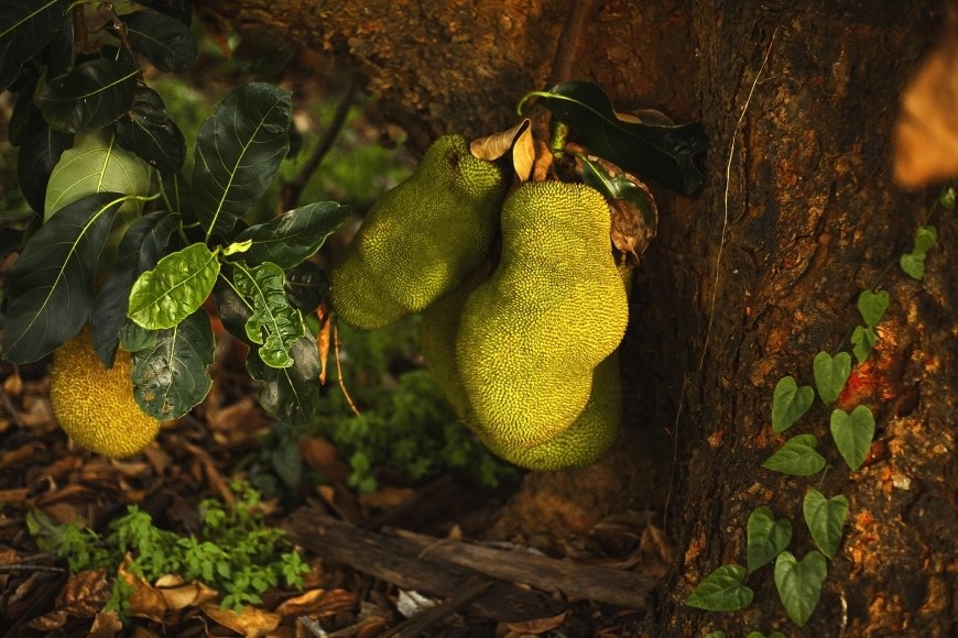 La piel de la yaca tiene un aspecto rugoso de color verde o marrón