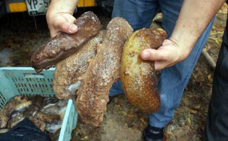 En el caso del “oro negro” marino, aún existe producto de 2019 en bodegas de empresarios