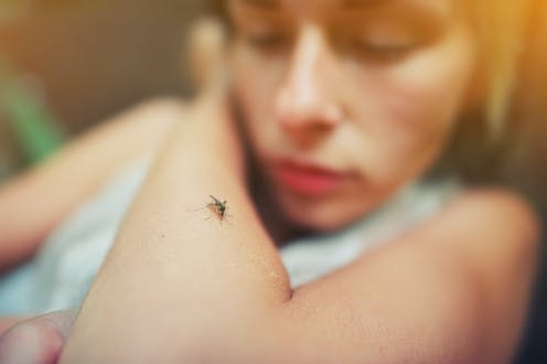 Brote de dengue en Perú ha dejado siete muertos