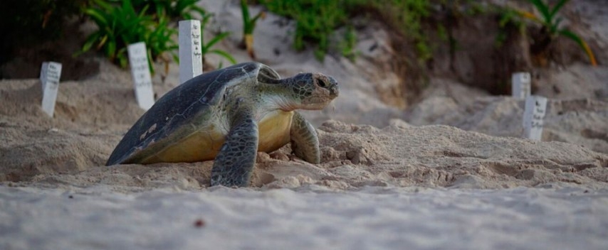 Xcacel-Xcacelito: “El Santuario de las Tortugas”