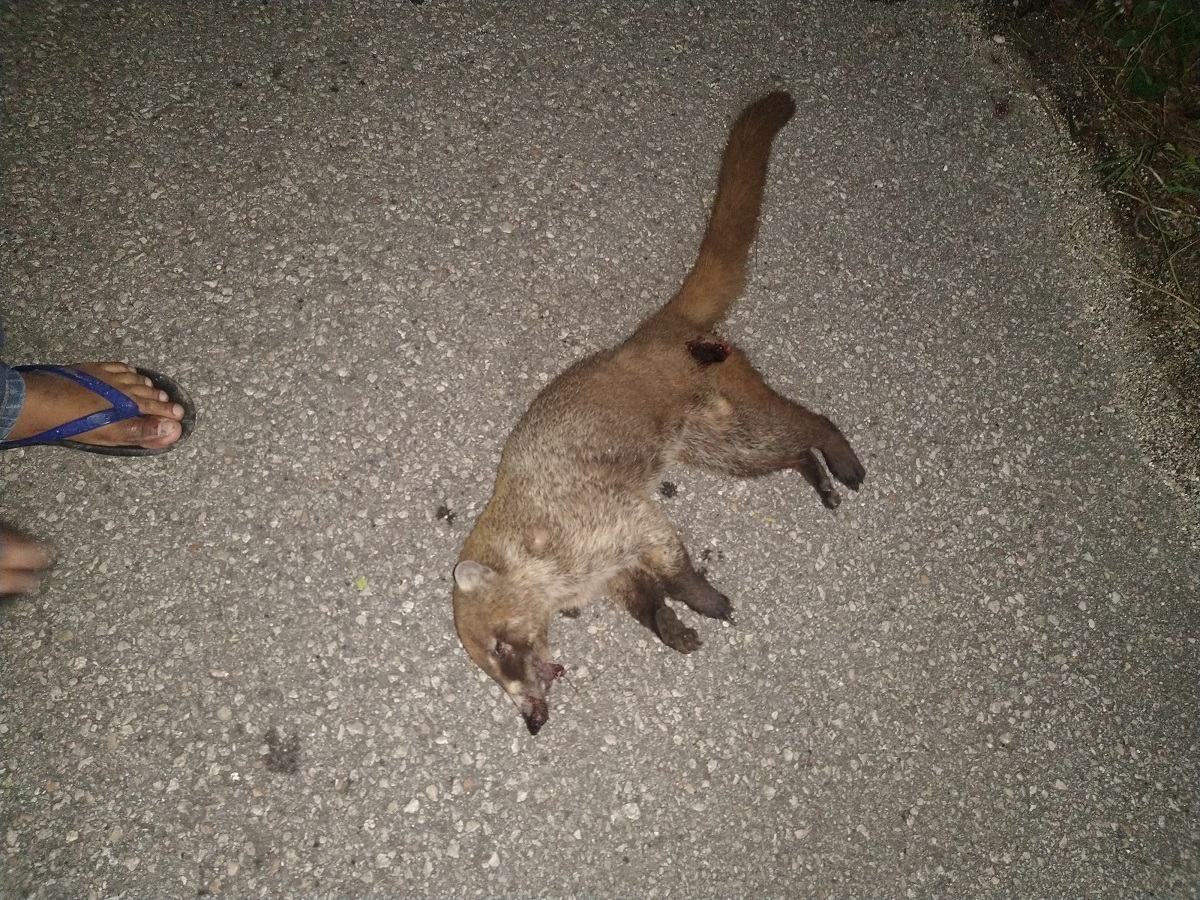 Siguen muriendo especies exóticas en las carreteras, arrolladas por vehículos