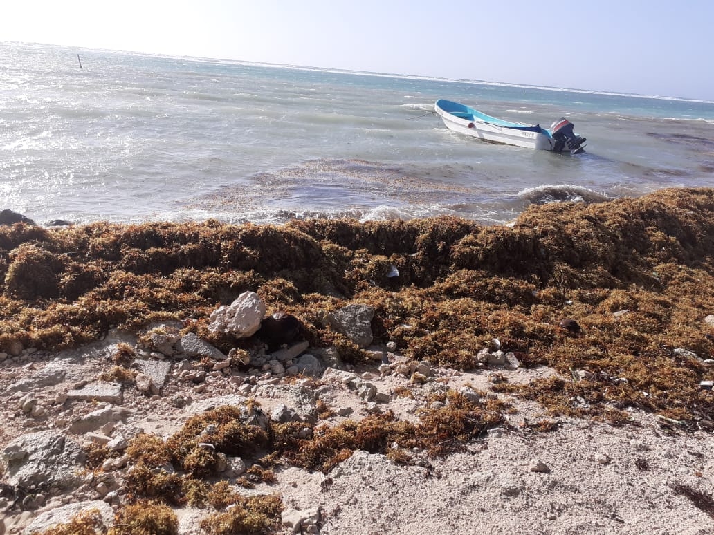 El sargazo llega a las costas de Quintana Roo