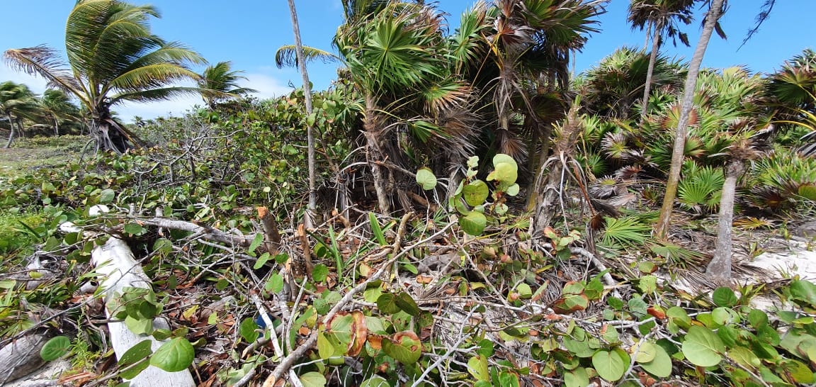Denuncian ecocidio en el santuario de Xcacel-Xcacelito en Tulum