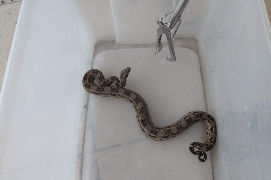 El enorme reptil fue capturado y llevado a su hábitat
