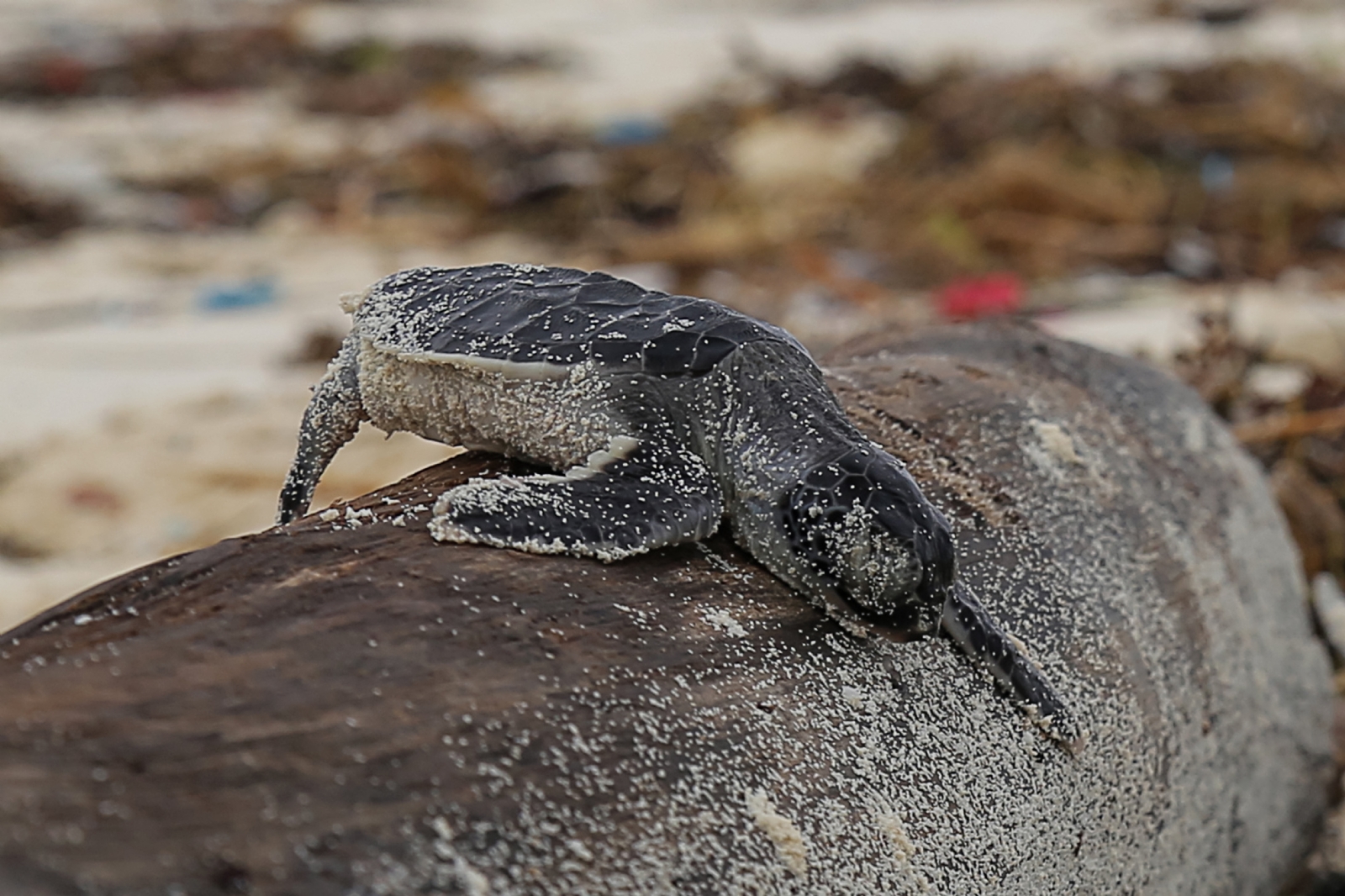 Tortugas marinas en Quintana Roo mueren por las redes de pesca