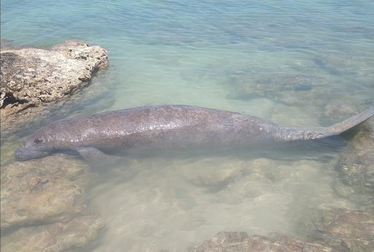 Manatí que fue rescatado en Isla Mujeres en el mes de enero, ahora visita la isla de Holbox
Manatí que fue rescatado en Isla Mujeres en el mes de enero, ahora visita la isla de Holbox