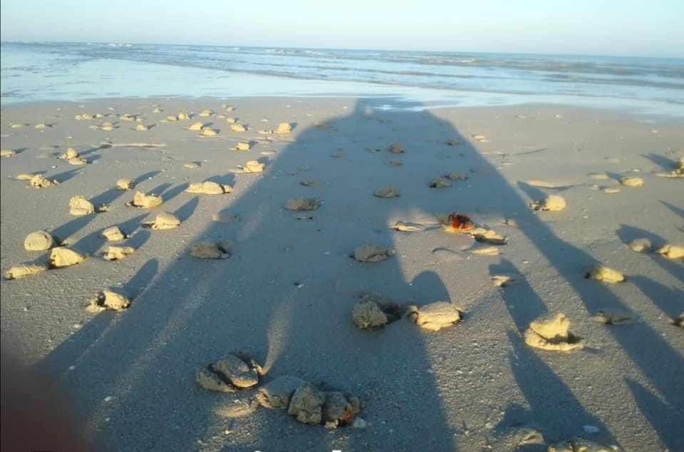 Caracol chivita 'nolón', un manjar para recolectar en las playas de Sisal