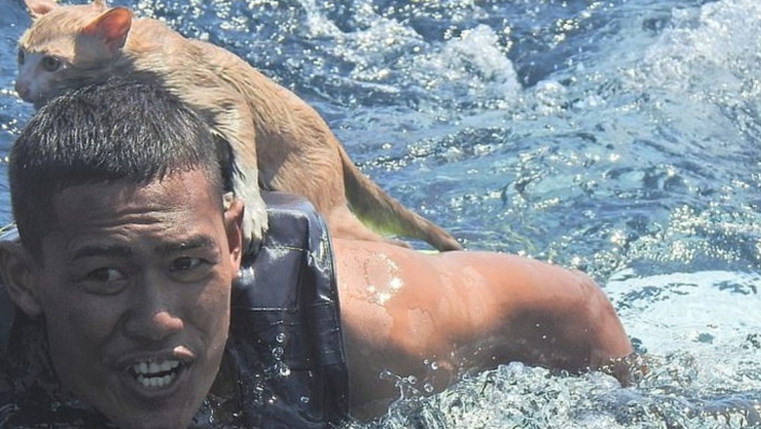 Marineros tailandeses rescatan a 4 gatos de un barco que se hundía
