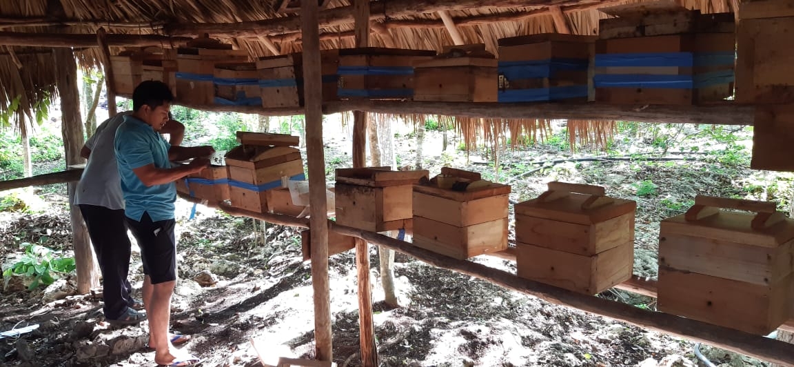 El apicultor, después de un año, logró una baja producción en apiarios de Xunan Kab El apicultor, después de un año, logró una baja producción en apiarios de Xunan Kab