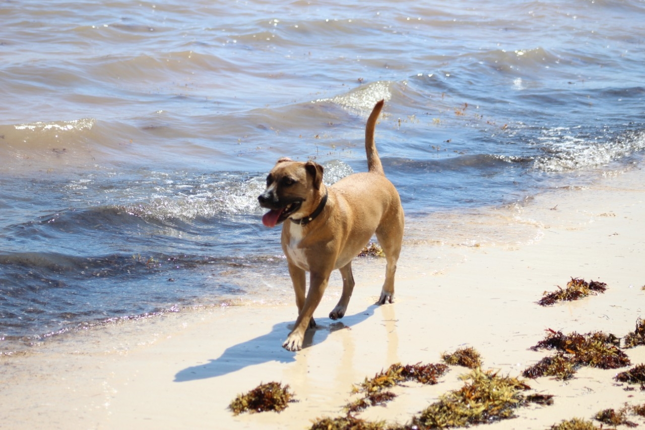 Junto a su compañera Mocca, una salchicha de 15 años, corrieron por primera vez en una playa